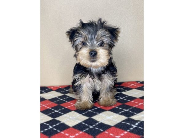 Yorkshire Terrier-DOG-Male-Black / Tan-2025-Petland Florence, Kentucky