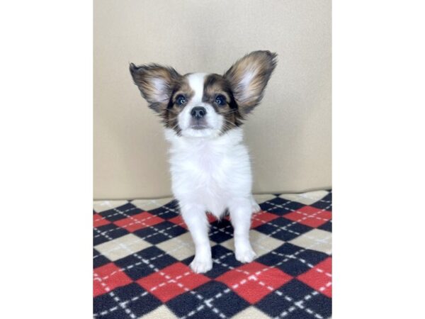 Papillon DOG Female Sable / White 2024 Petland Florence, Kentucky