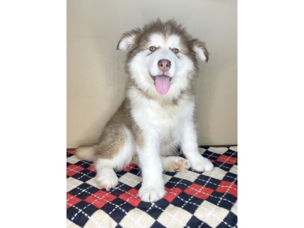 Alaskan Malamute DOG Female Red / White 2023 Petland Florence, Kentucky