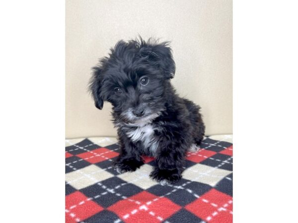 Shorkie DOG Male Black 2022 Petland Florence, Kentucky