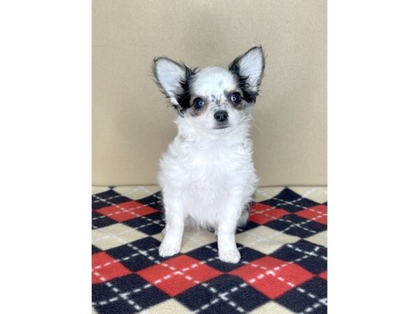 Chihuahua-DOG-Female-Black-2021-Petland Florence, Kentucky