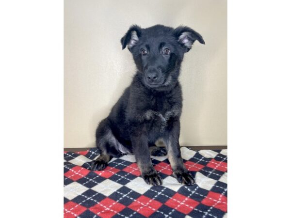 German Shepherd Dog-DOG-Female-Black / Tan-2020-Petland Florence, Kentucky