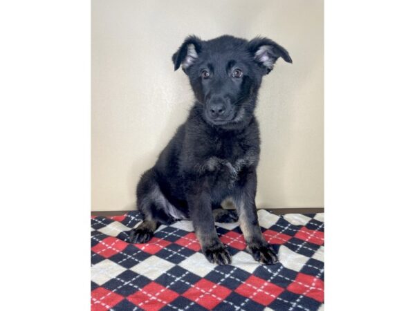 German Shepherd Dog DOG Female Black / Tan 2020 Petland Florence, Kentucky