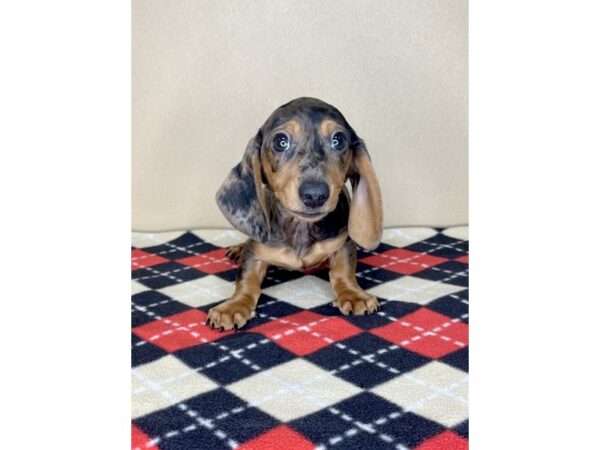 Dachshund DOG Female Black / Tan 2019 Petland Florence, Kentucky