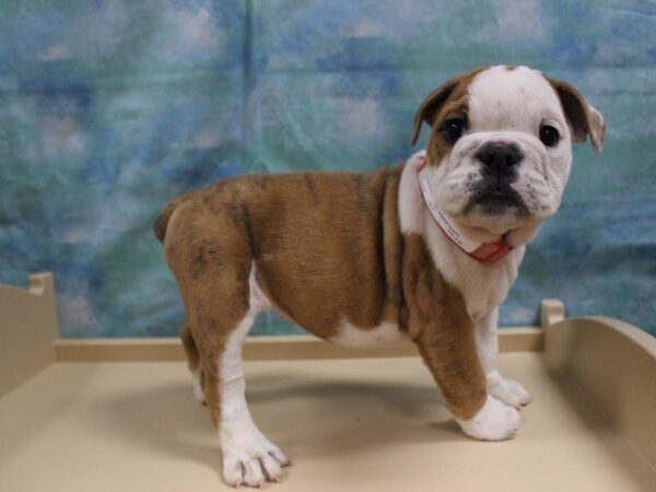 Bulldog-DOG-Male-Fawn / White-2027-Petland Florence, Kentucky
