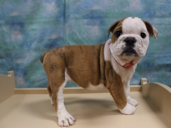 Bulldog DOG Male Fawn / White 2027 Petland Florence, Kentucky