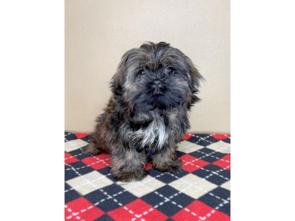 Shih Tzu-DOG-Female-Brindle-2036-Petland Florence, Kentucky