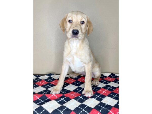 Labrador Retriever-DOG-Female-Yellow-2037-Petland Florence, Kentucky