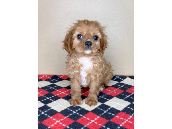 Cavalier King Charles Spaniel DOG Male Ruby 2038 Petland Florence, Kentucky