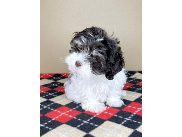 Havanese-DOG-Female-Chocolate-2039-Petland Florence, Kentucky