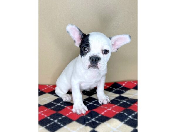 French Bulldog DOG Male Black 2040 Petland Florence, Kentucky