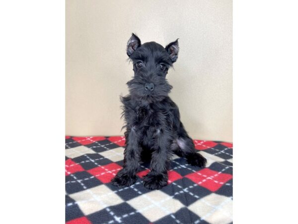 Miniature Schnauzer DOG Male Black 2041 Petland Florence, Kentucky