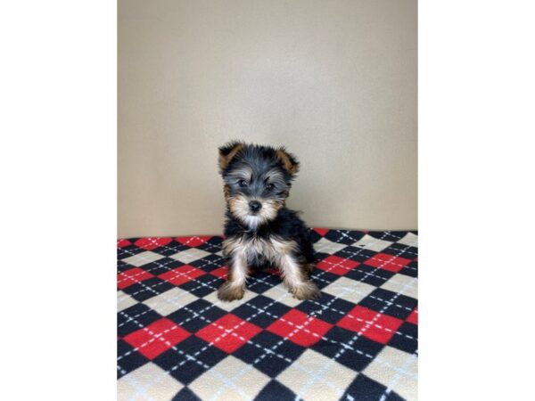 Silky Terrier DOG Female Black / Tan 2042 Petland Florence, Kentucky