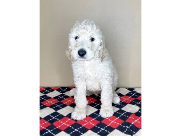 Goldendoodle 2nd Gen DOG Male Cream 2043 Petland Florence, Kentucky