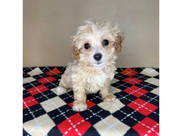 Cock A Poo 2nd Gen-DOG-Male-Apricot-2050-Petland Florence, Kentucky