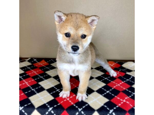 Shiba Inu DOG Female Red Sesame 2048 Petland Florence, Kentucky