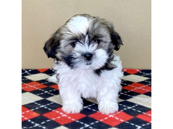 Teddy Bear DOG Female Gold / White 2046 Petland Florence, Kentucky