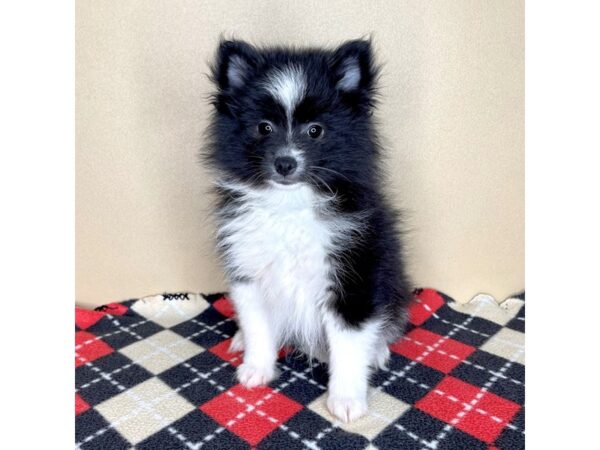 Pomeranian DOG Male Black / White 2045 Petland Florence, Kentucky