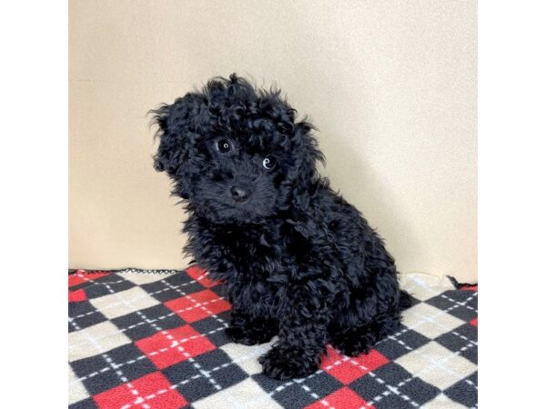 Poodle DOG Male Black 2044 Petland Florence, Kentucky