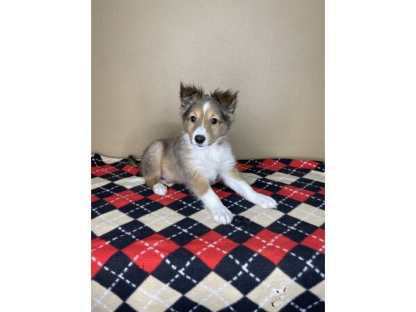 Shetland Sheepdog-DOG-Male-Sable / White-2059-Petland Florence, Kentucky