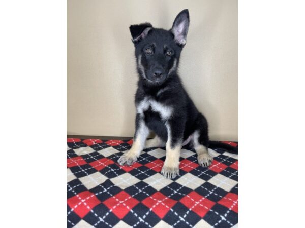 German Shepherd Dog DOG Male Black / Tan 2058 Petland Florence, Kentucky