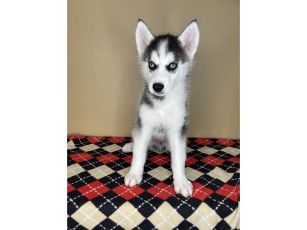 Siberian Husky DOG Male Black / White 2057 Petland Florence, Kentucky