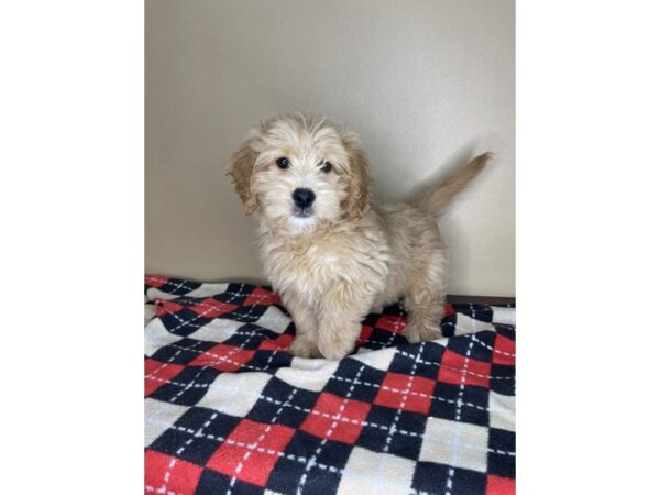 Goldendoodle Mini DOG Female Golden 2055 Petland Florence, Kentucky