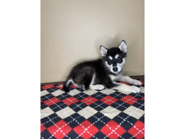 Alaskan Malamute DOG Male Black / White 2056 Petland Florence, Kentucky