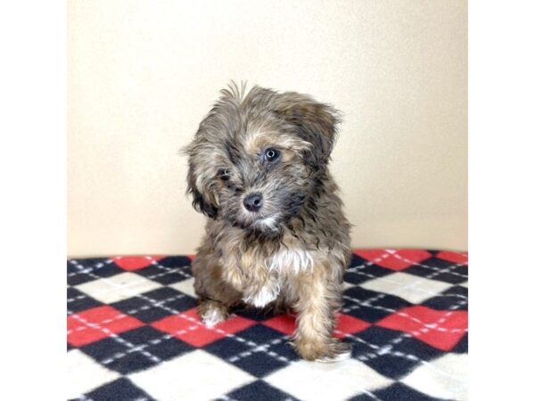 Bichon Poo-DOG-Male--2075-Petland Florence, Kentucky