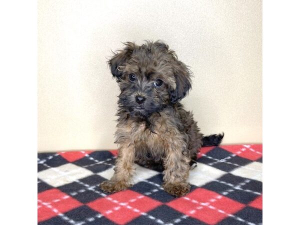 Bichon Poo DOG Female 2074 Petland Florence, Kentucky