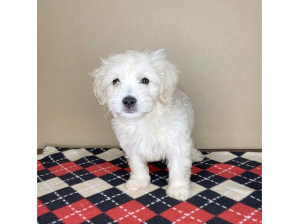 Cavapoo/Bichon-DOG-Male--2073-Petland Florence, Kentucky