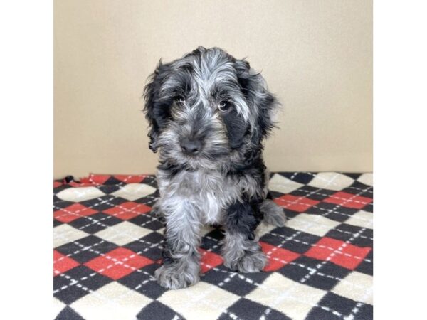 Cock A Poo-DOG-Male--2071-Petland Florence, Kentucky