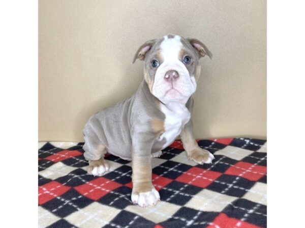 Olde English Bulldog-DOG-Male--2070-Petland Florence, Kentucky