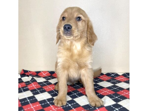 Golden Retriever-DOG-Male--2065-Petland Florence, Kentucky