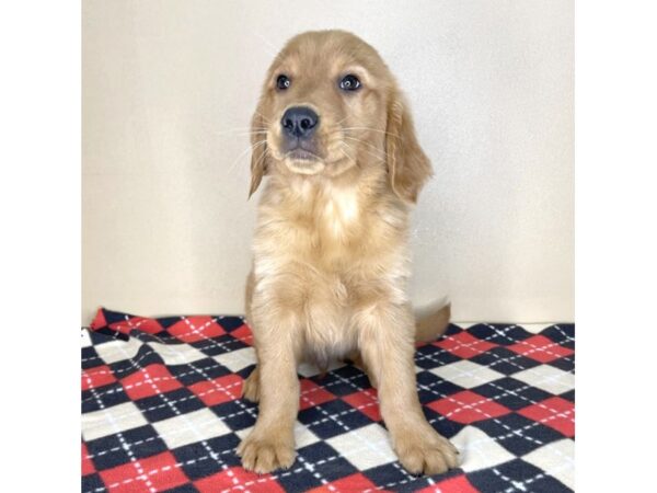 Golden Retriever DOG Male 2065 Petland Florence, Kentucky