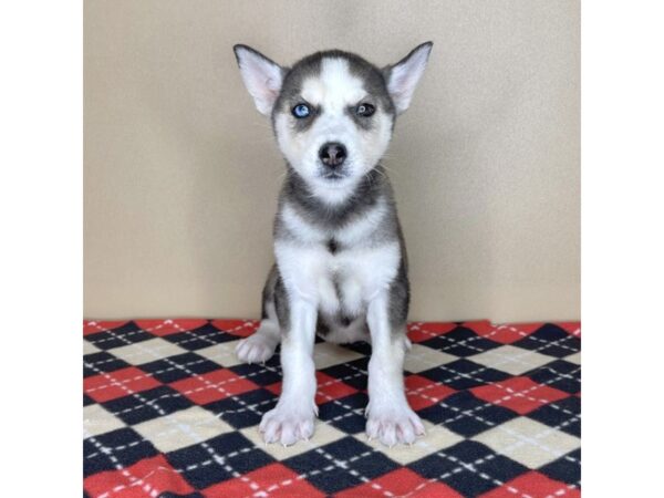 Siberian Husky-DOG-Female--2066-Petland Florence, Kentucky