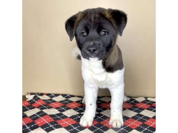 Akita DOG Male Agouti / White 2067 Petland Florence, Kentucky