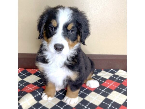 Bernese Mountain Dog-DOG-Male--2068-Petland Florence, Kentucky