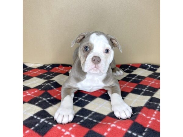 Olde English Bulldog DOG Female 2069 Petland Florence, Kentucky