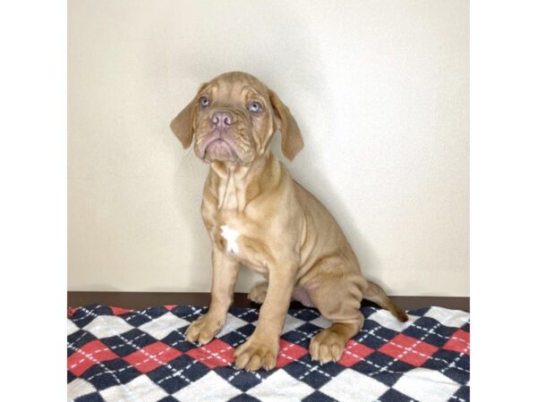 Dogue De Bordeaux-DOG-Female--2064-Petland Florence, Kentucky