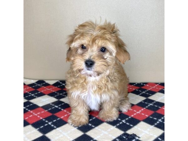 Yorkiepoo DOG Male Red 2060 Petland Florence, Kentucky