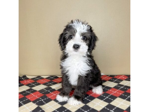 Mini Sheepadoodle DOG Female Black / White 2062 Petland Florence, Kentucky