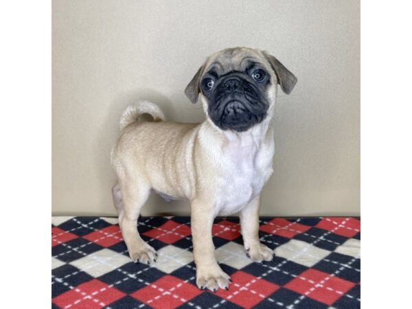 Pug-DOG-Male-Apricot Fawn-2061-Petland Florence, Kentucky