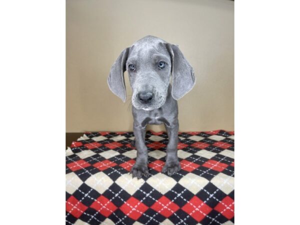 Great Dane DOG Female Blue 2052 Petland Florence, Kentucky