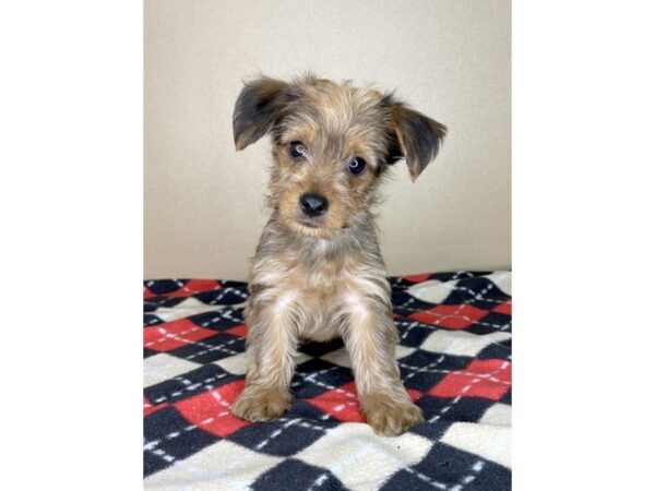 Yorkiepoo DOG Male Brown/Tan 2088 Petland Florence, Kentucky