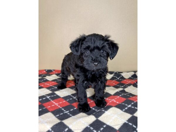 Yorkiepoo DOG Male Black 2087 Petland Florence, Kentucky