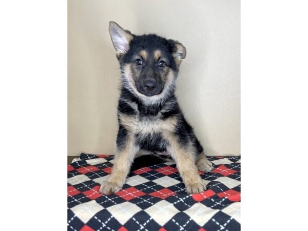 German Shepherd Dog DOG Female Black / Tan 2086 Petland Florence, Kentucky