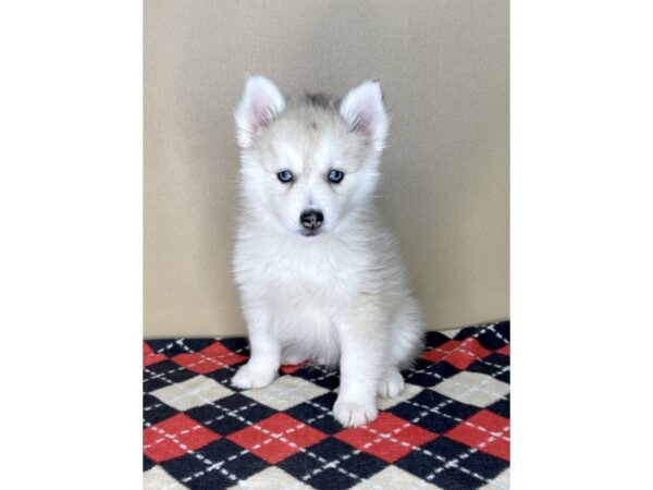 Pomsky DOG Male Chocolate Merle 2085 Petland Florence, Kentucky