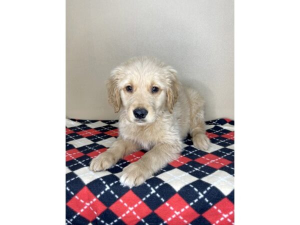 Golden Retriever DOG Male Golden 2084 Petland Florence, Kentucky