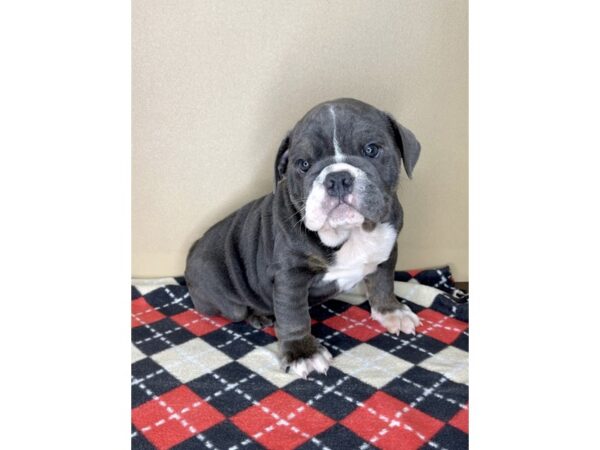 Bulldog-DOG-Male-Blue White / Tan-2083-Petland Florence, Kentucky